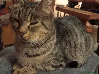 Mixed Breed cats Bengal x British Short Hair - Advert 1