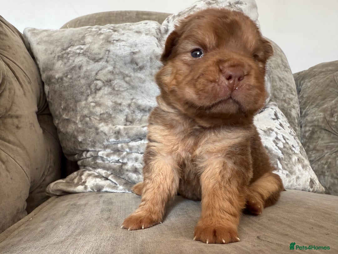 Shar Pei dogs for stud: Casanova - Tan pointed flower bear coat 🏆 - Image 11