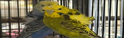 Budgerigars birds for sale: Breeding pairs helicopter budgies available  - Advert 4