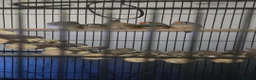 Finches birds for sale: Zebra finches  - Advert 2