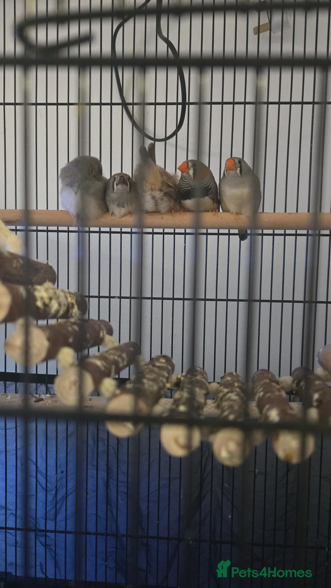 Finches birds for sale: Zebra finches  - Advert 2