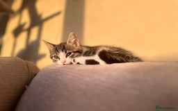 Domestic Shorthair cats for sale: 3 beautiful kittens  - Image 5