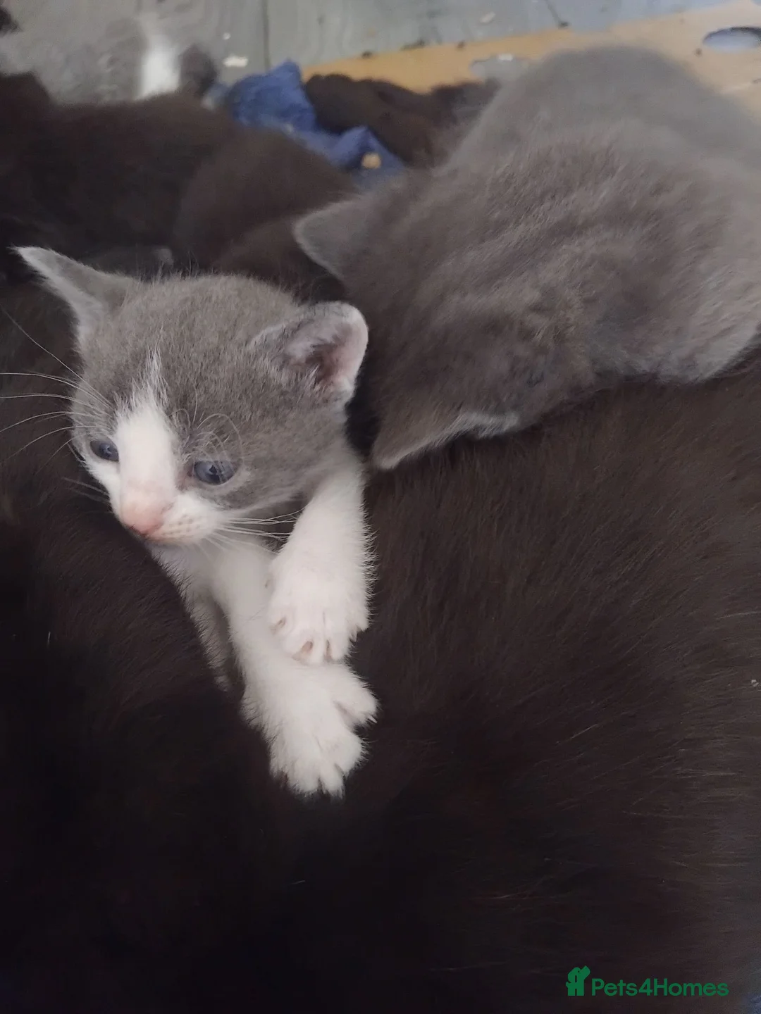 Mixed Breed cats for sale: Adorable kittens for sale in Ellesmere Port - Advert 23