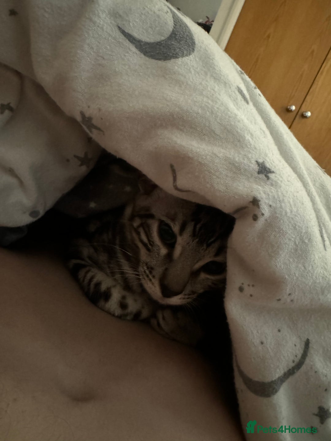 Bengal cats for sale: Silver rosetted Bengal🐆❤️ - Image 3