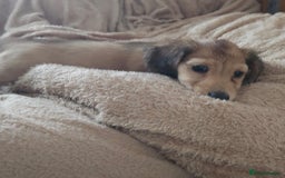 Dachshund dogs for sale: Miniature dachshunds - Image 30