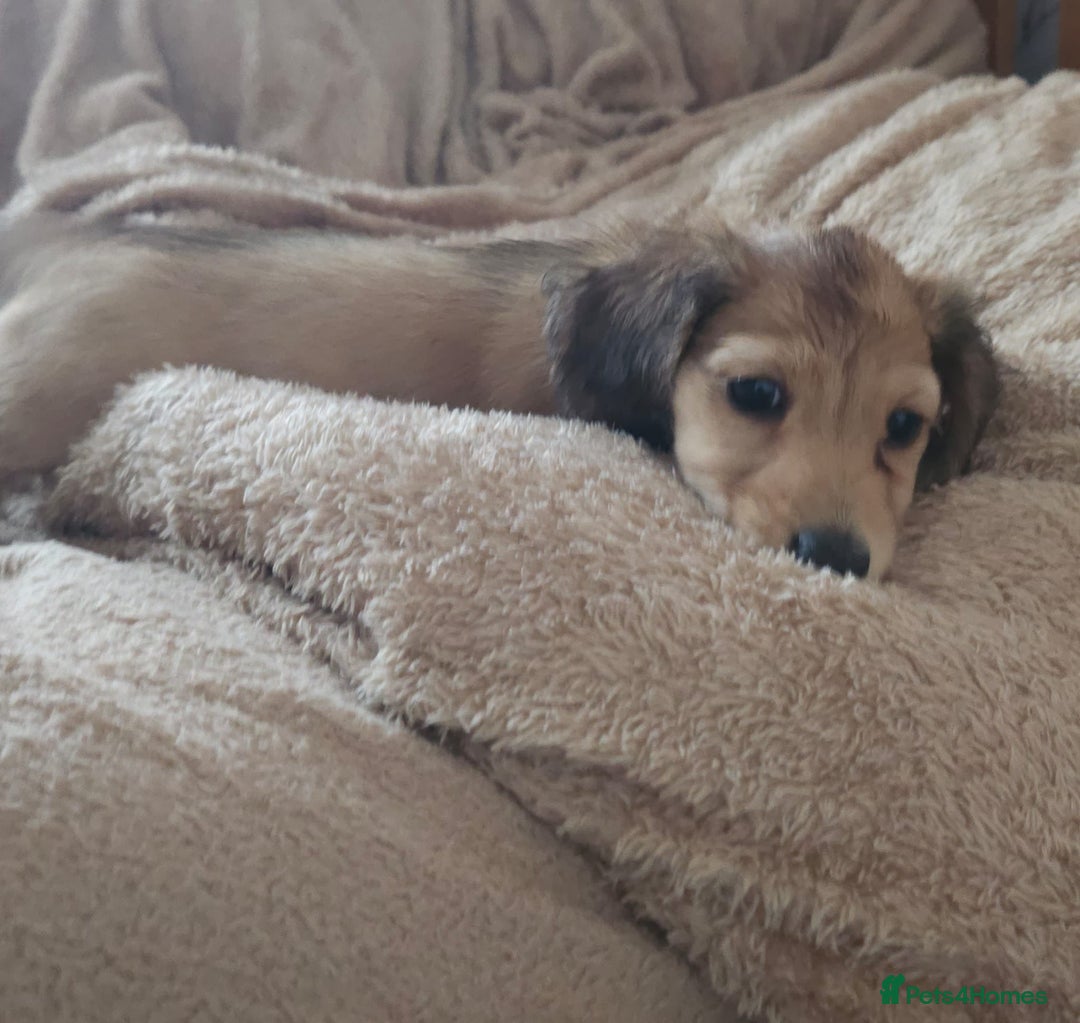 Dachshund dogs for sale: Miniature dachshunds - Image 30