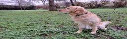 Golden Retriever dogs for sale: Pure Golden Retriever puppies in Tenbury Wells - Advert 6