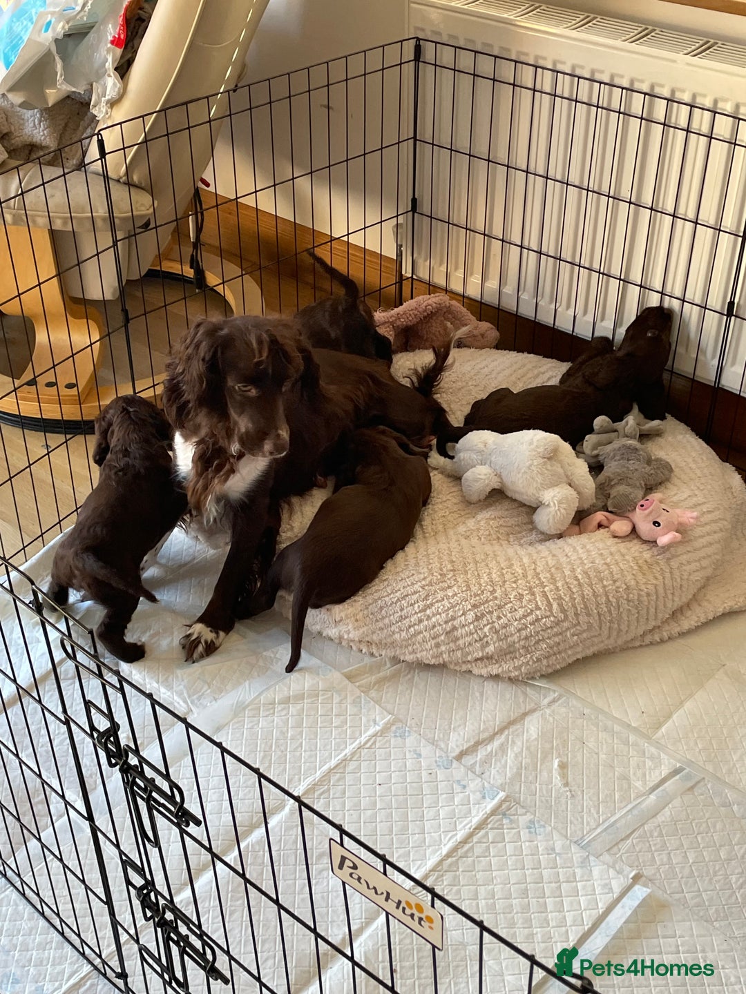 Cocker Spaniel dogs for sale: Adorable working cocker spaniel puppies  - Image 8
