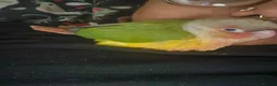 Conures birds for sale: Silly Hand-tamed Conure for sale - Advert 1