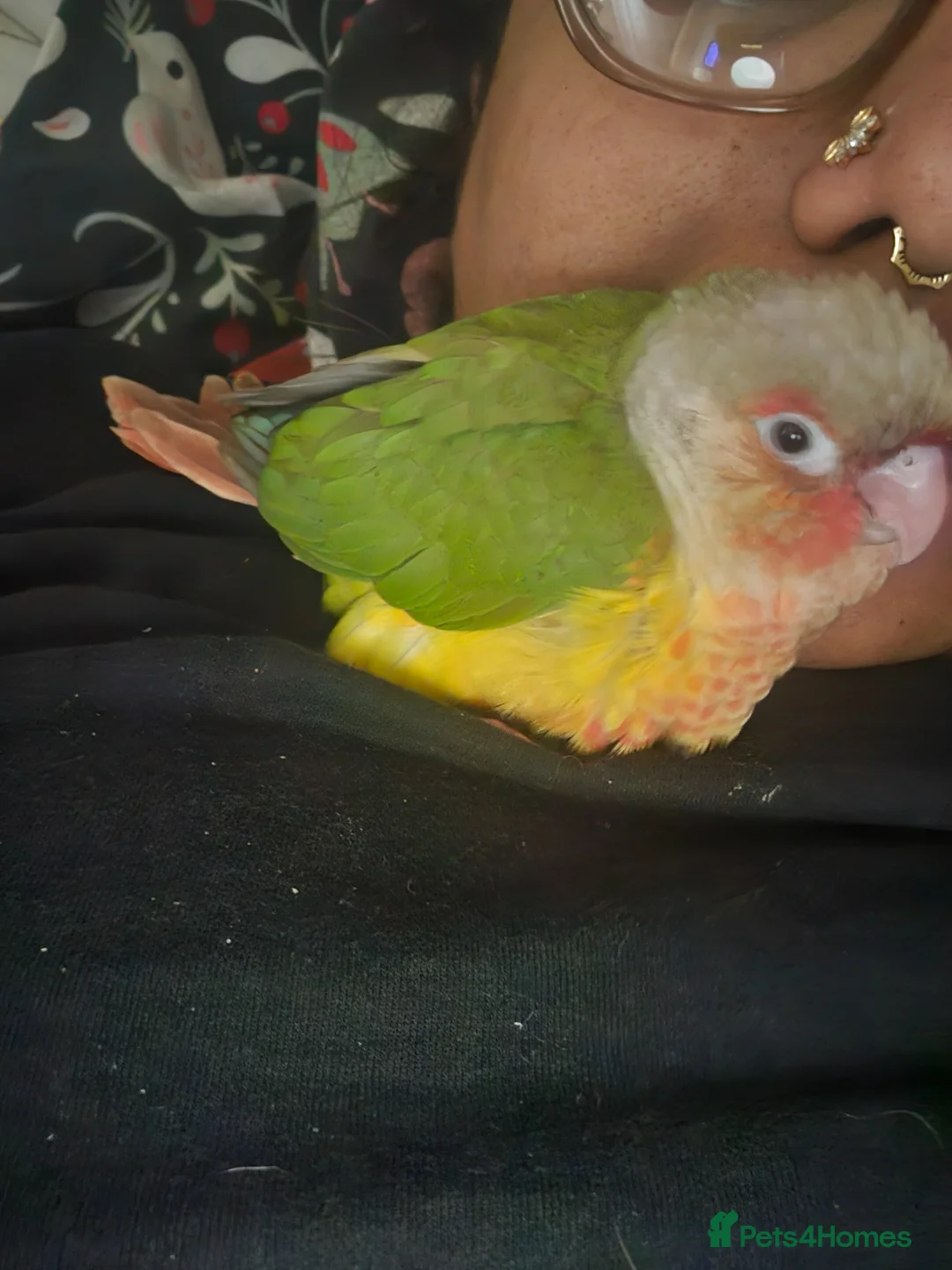 Conures birds for sale: Silly Hand-tamed Conure for sale - Advert 1