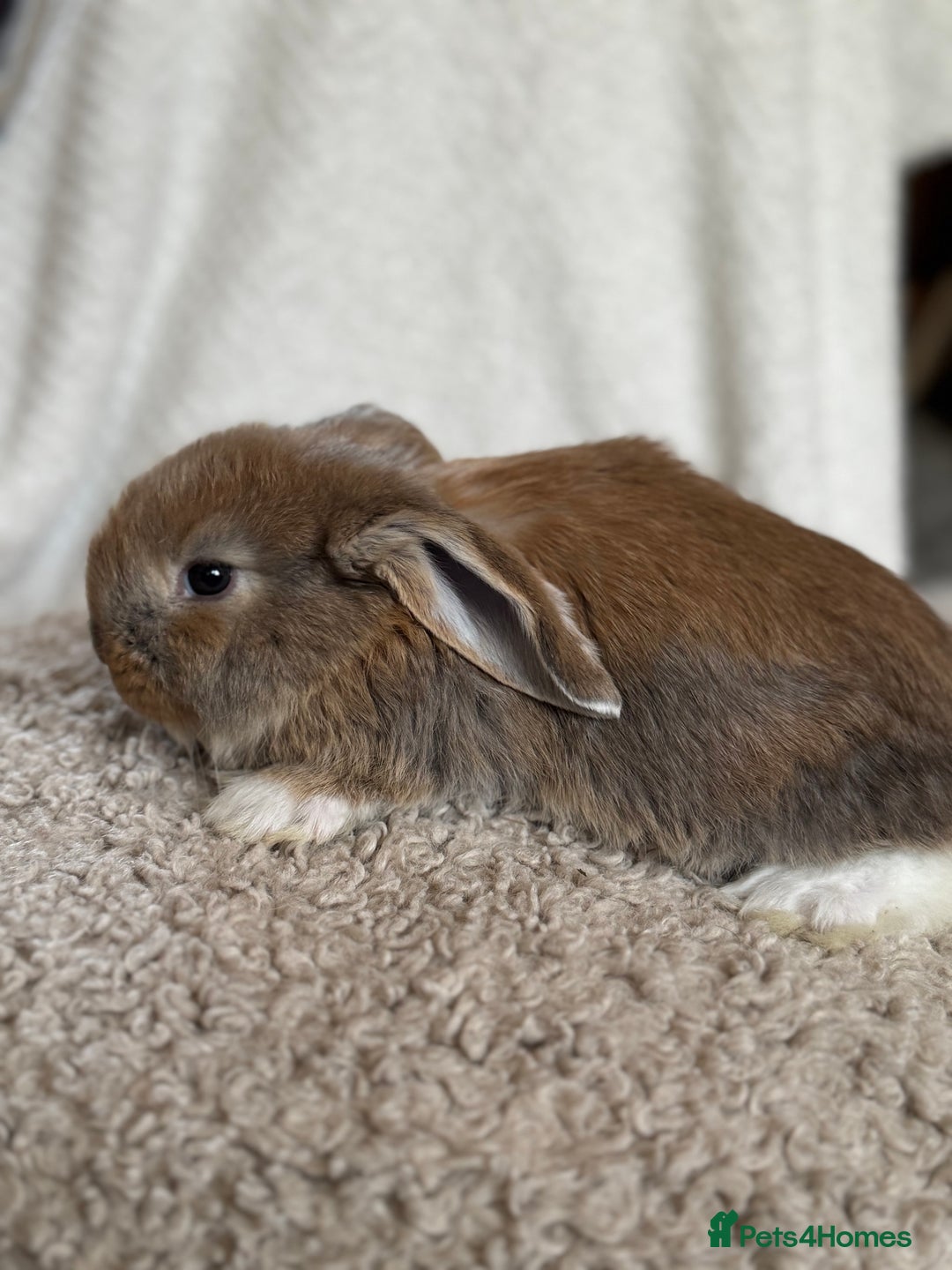 French Lop rabbits for sale: ❤️ Hand Raised French Lop Babies - Advert 10