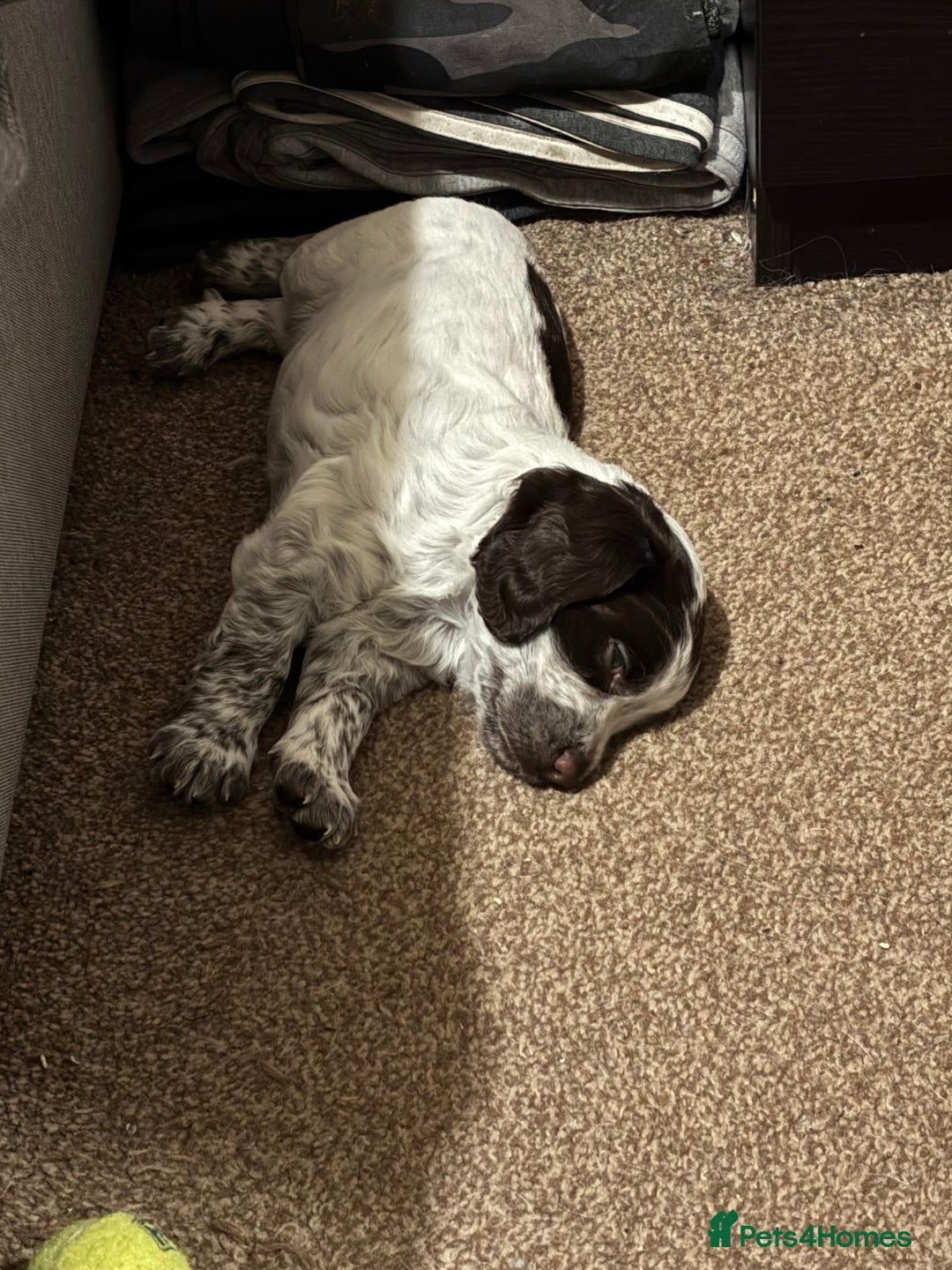 Cocker Spaniel dogs for sale: Cocker spaniel Puppies  - Advert 11