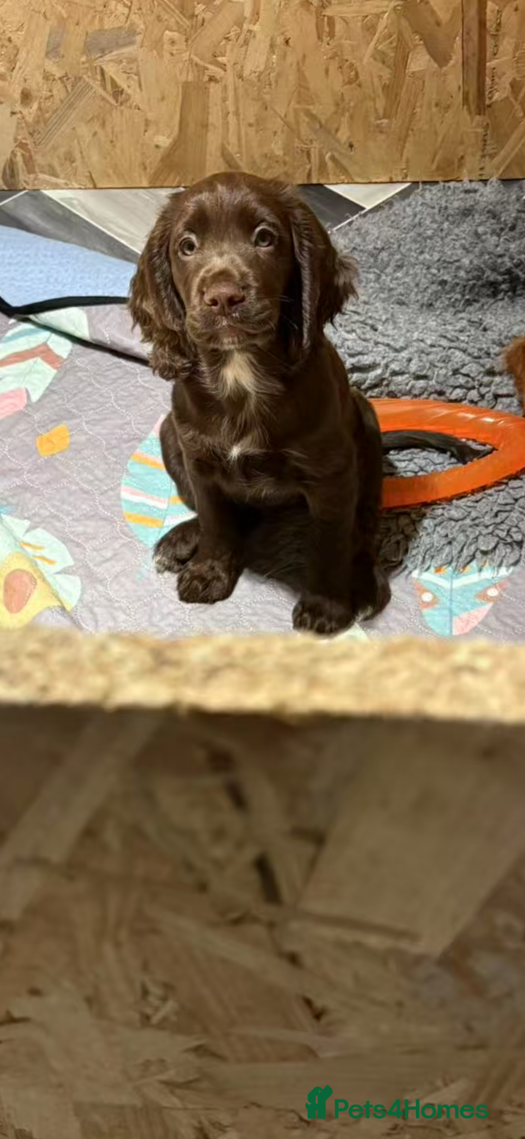 Cocker Spaniel dogs for sale: 🏆 KC Reg Working Cocker Spaniels – FTCH Line 🐾 - Image 6