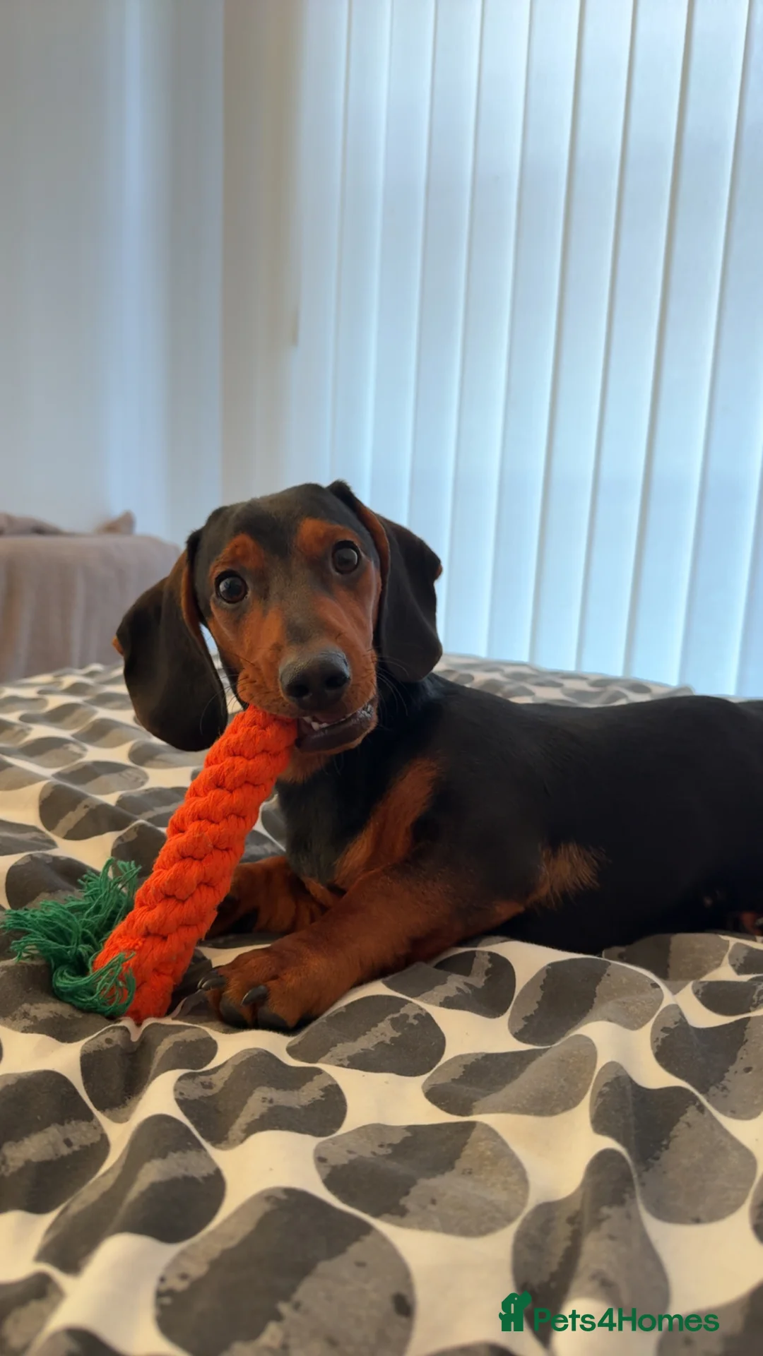 Dachshund dogs for sale: Dexter Male dachshund - almost 2 years old in Birkenhead - Advert 12