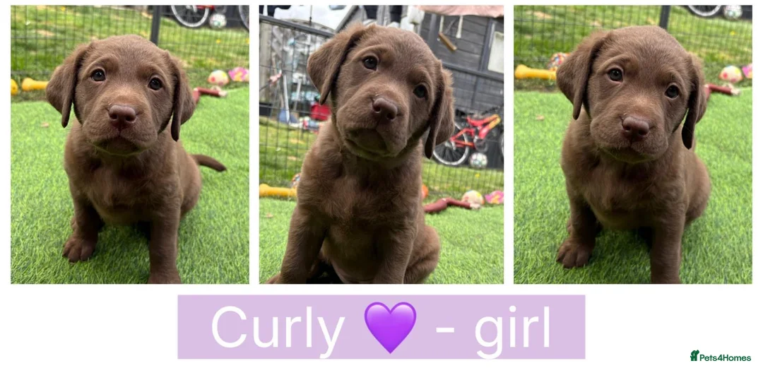 Labrador Retriever dogs for sale: Chunky chocolate family pet Labrador puppies - Advert 11