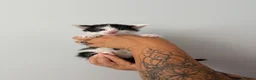 Mixed Breed cats for sale: Beautiful kittens - Advert 22
