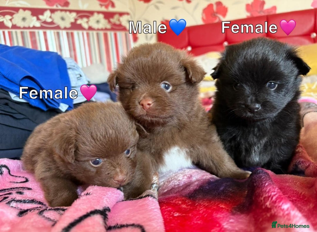 Pomeranian dogs for sale: 3 STUNNING POMERANIANS 1 MALE 2 FEMALE  - Image 1