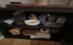 Pygmy Hedgehog rodents for sale: African Pygmy hedgehog  - Image 12
