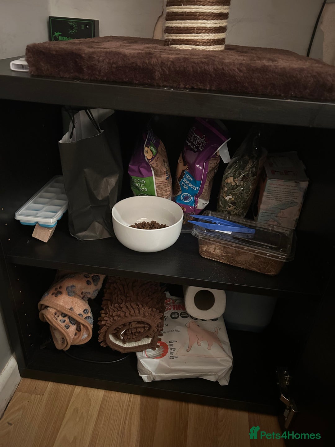 Pygmy Hedgehog rodents for sale: African Pygmy hedgehog  - Image 12