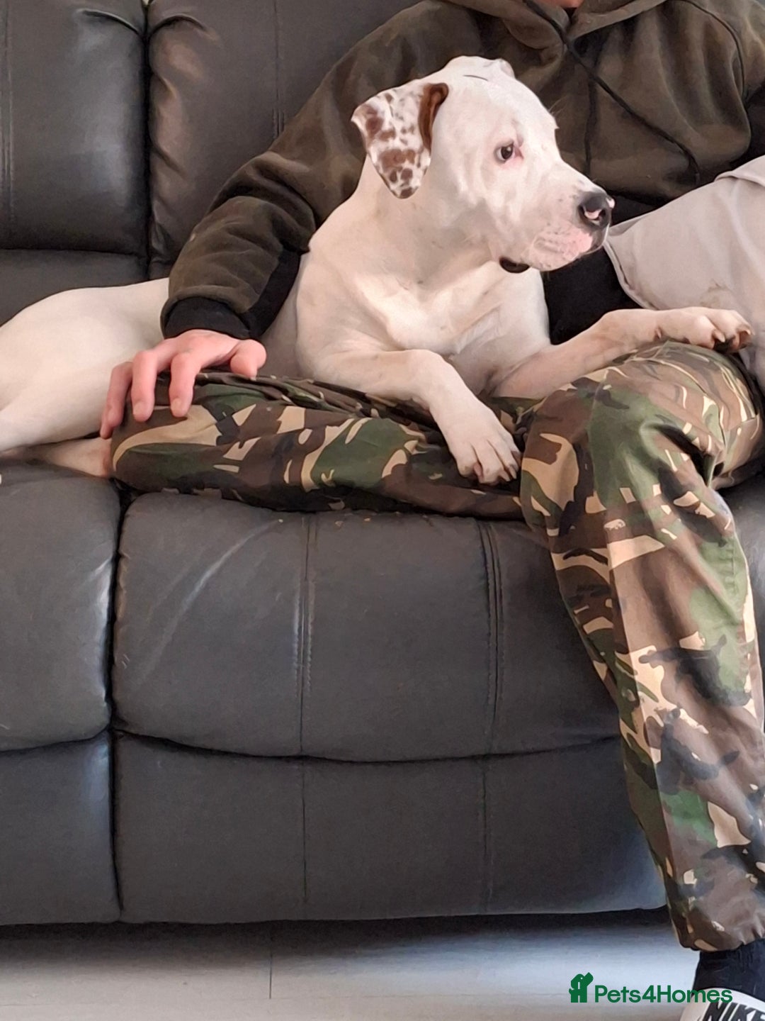 Mixed Breed dogs for sale: Ready to go!! - Advert 2