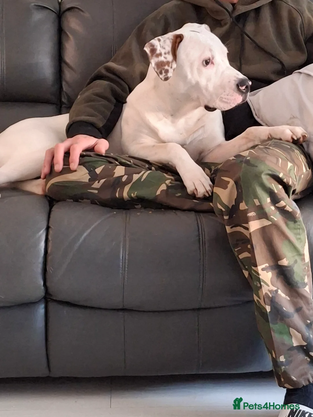 Mixed Breed dogs for sale: Ready to go!! - Advert 2