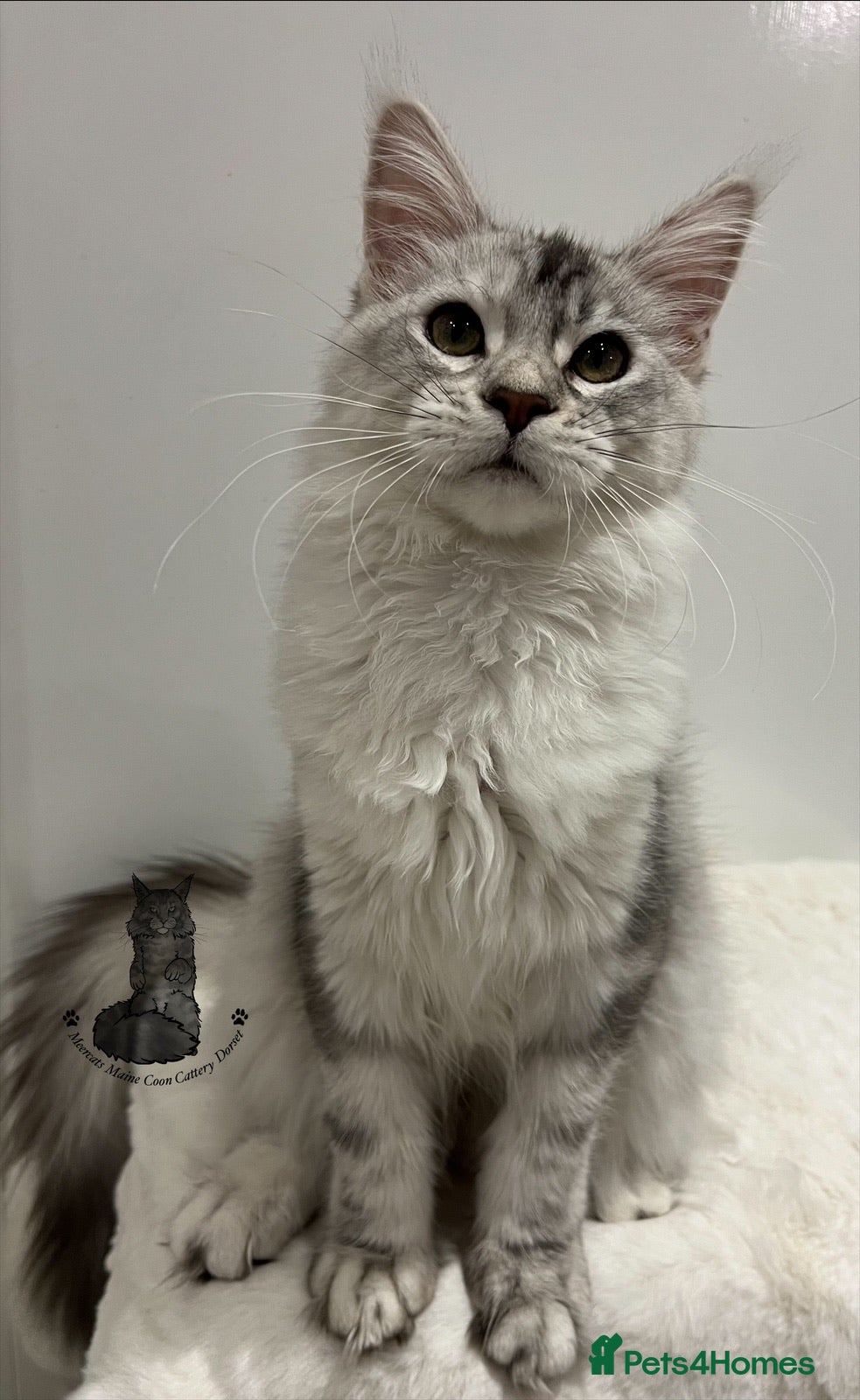 Maine Coon cats TICA Black silver tabby girl active Maine Coon  - Advert 1