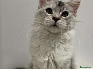 Maine Coon cats TICA Black silver tabby girl active Maine Coon - Advert 1