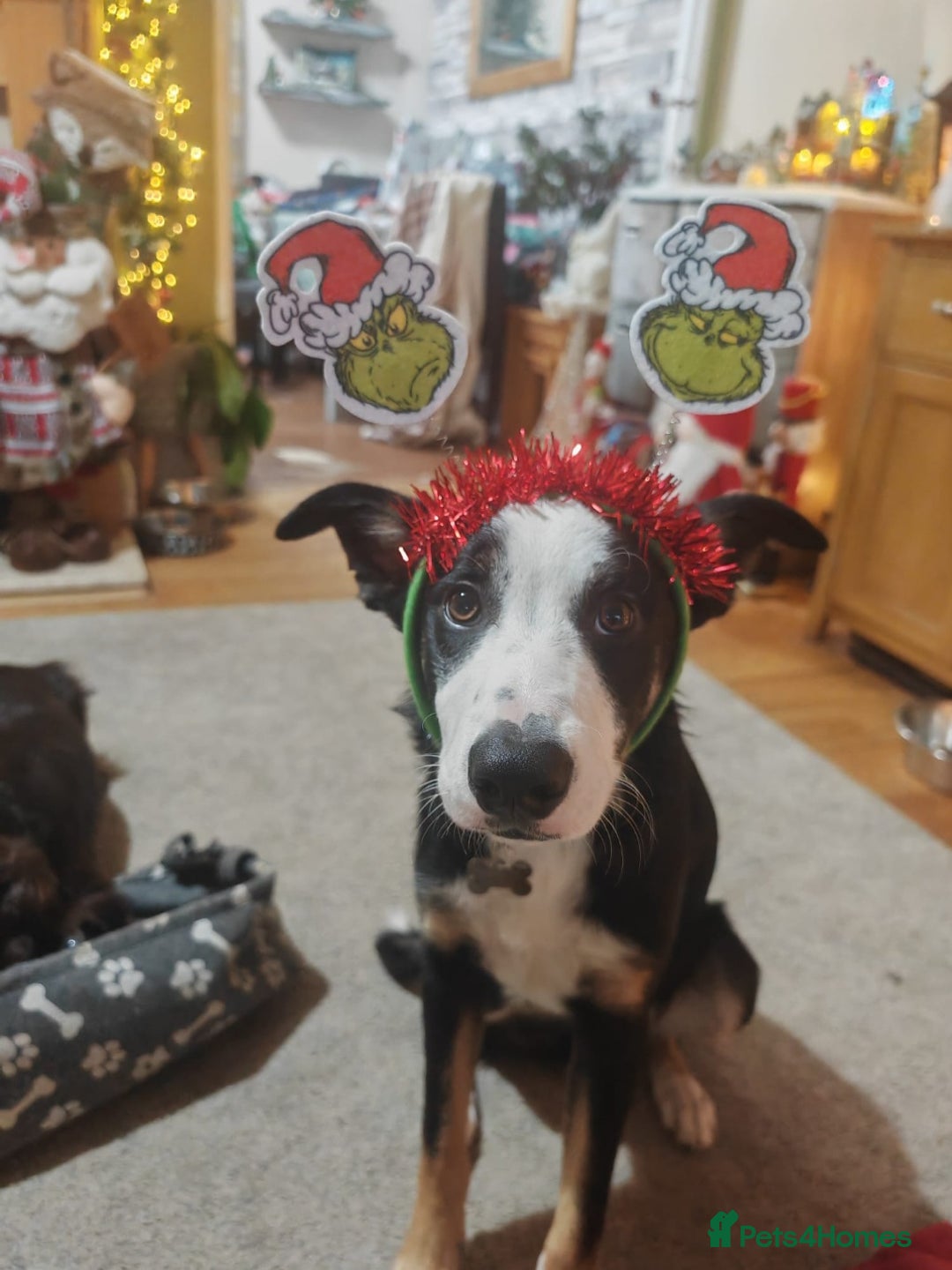 Border Collie dogs for sale: Border Collie Tri Colour - Advert 6