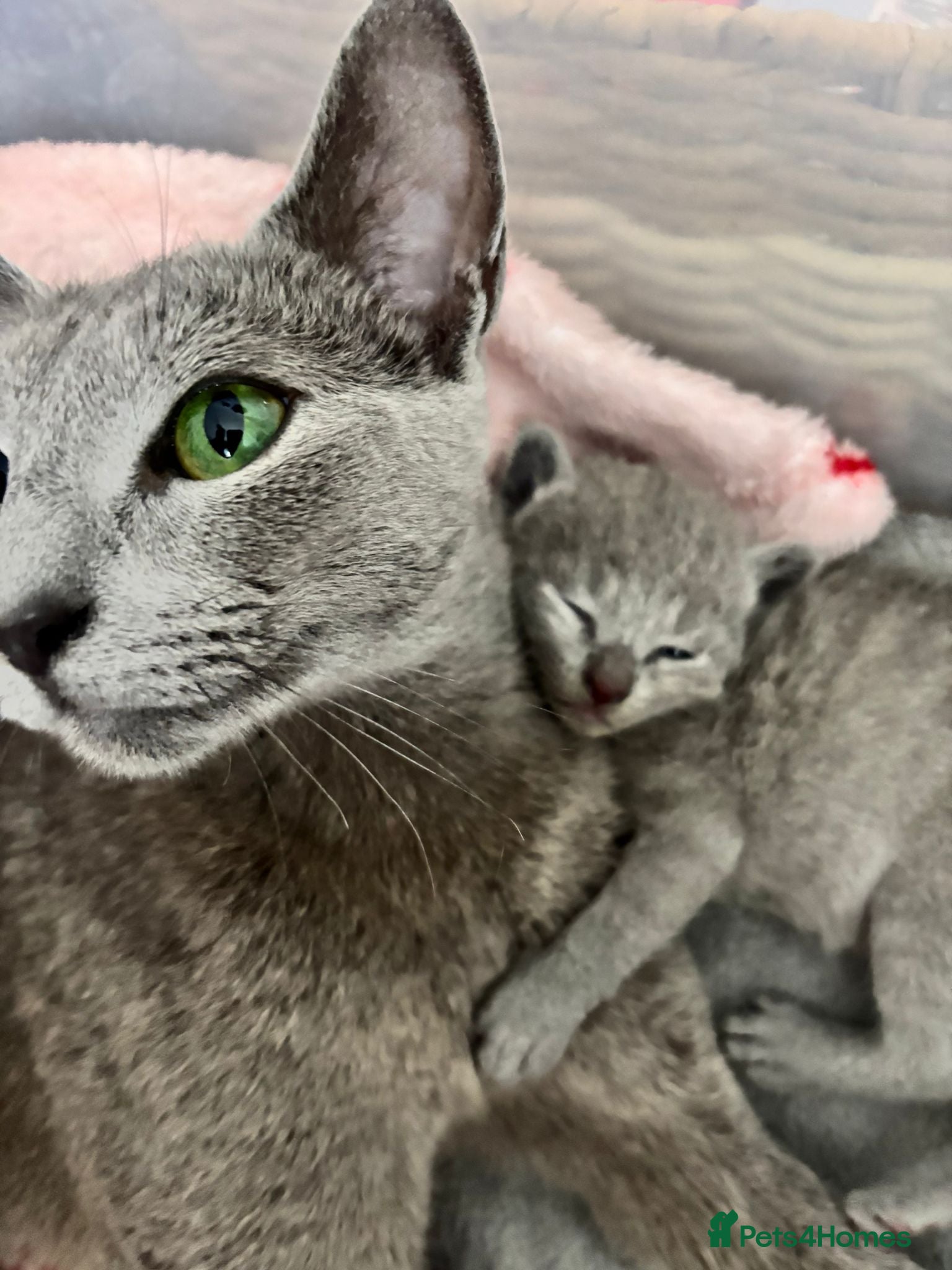 Russian Blue cats Russian Blue Kittens - Advert 2