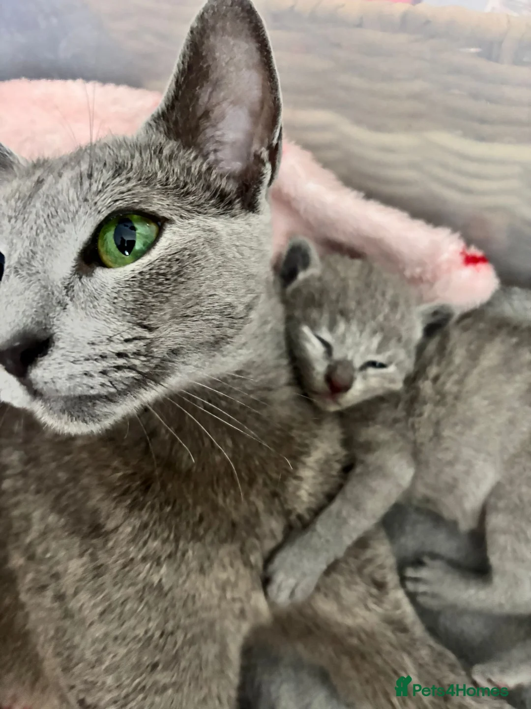 Russian Blue cats for sale: Russian Blue Kittens - Advert 2