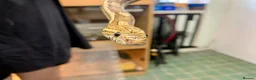 Corn Snake reptiles for sale: Adult male caramel cornsnake - Advert 4