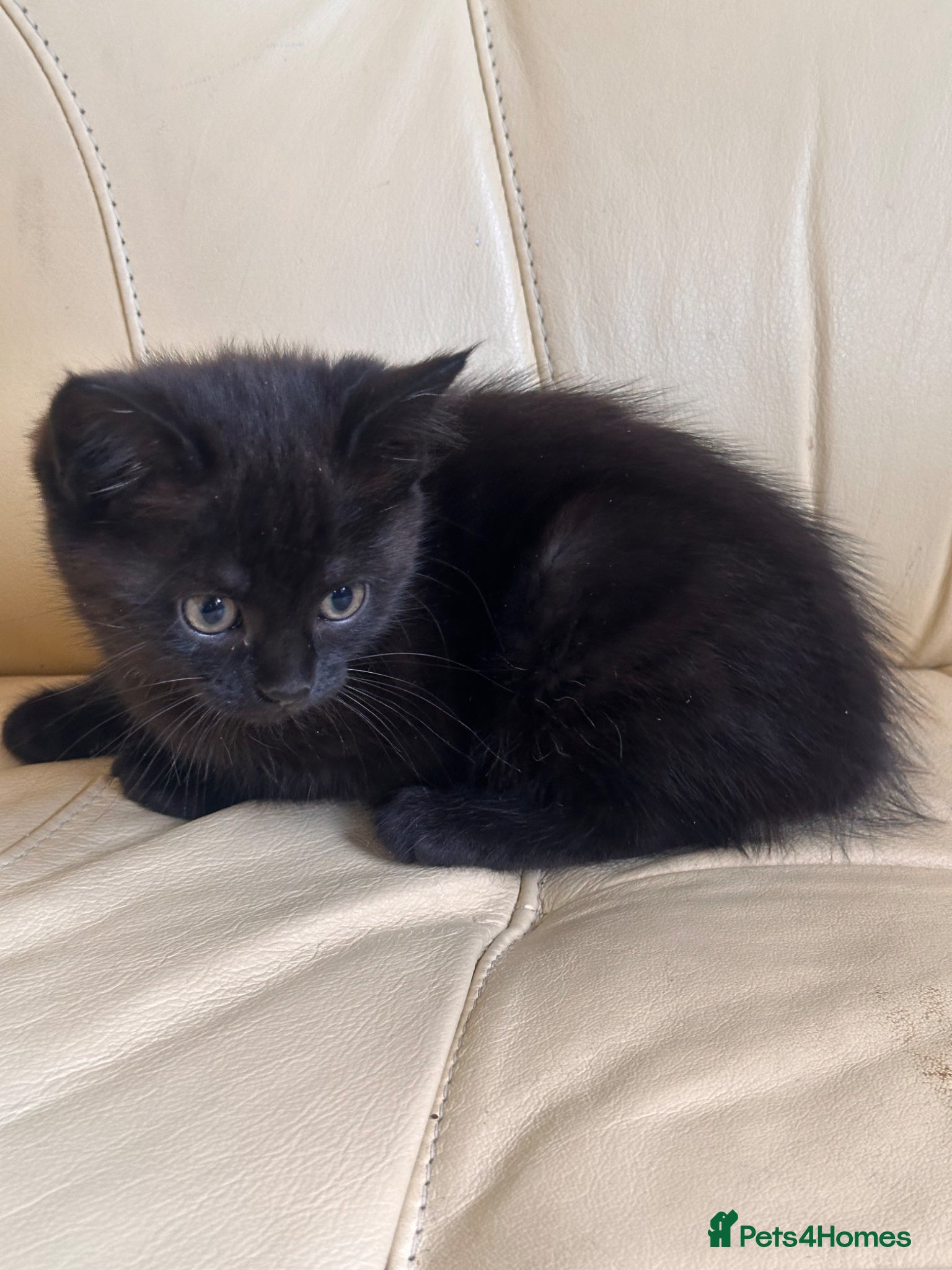 Mixed Breed cats Gorgeous kittens  - Advert 10
