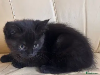 Mixed Breed cats Gorgeous kittens - Advert 10