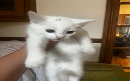 Domestic Shorthair cats for sale: Beautiful all white boy  - Image 5