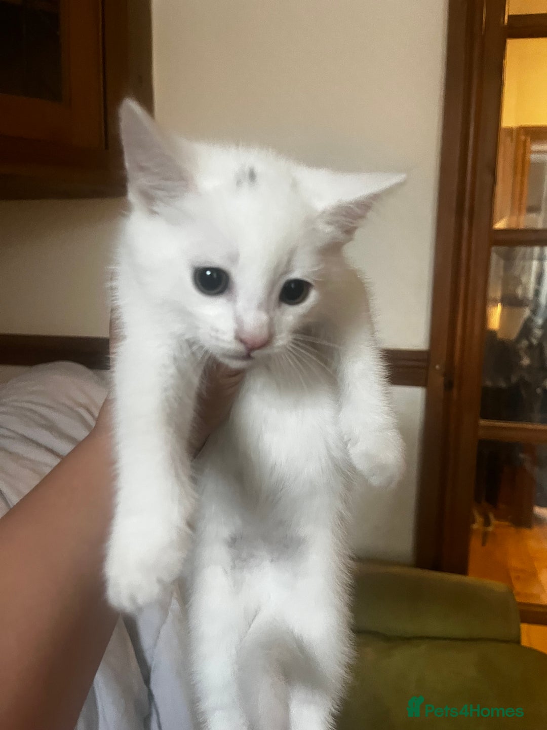 Domestic Shorthair cats for sale: Beautiful all white boy  - Image 5