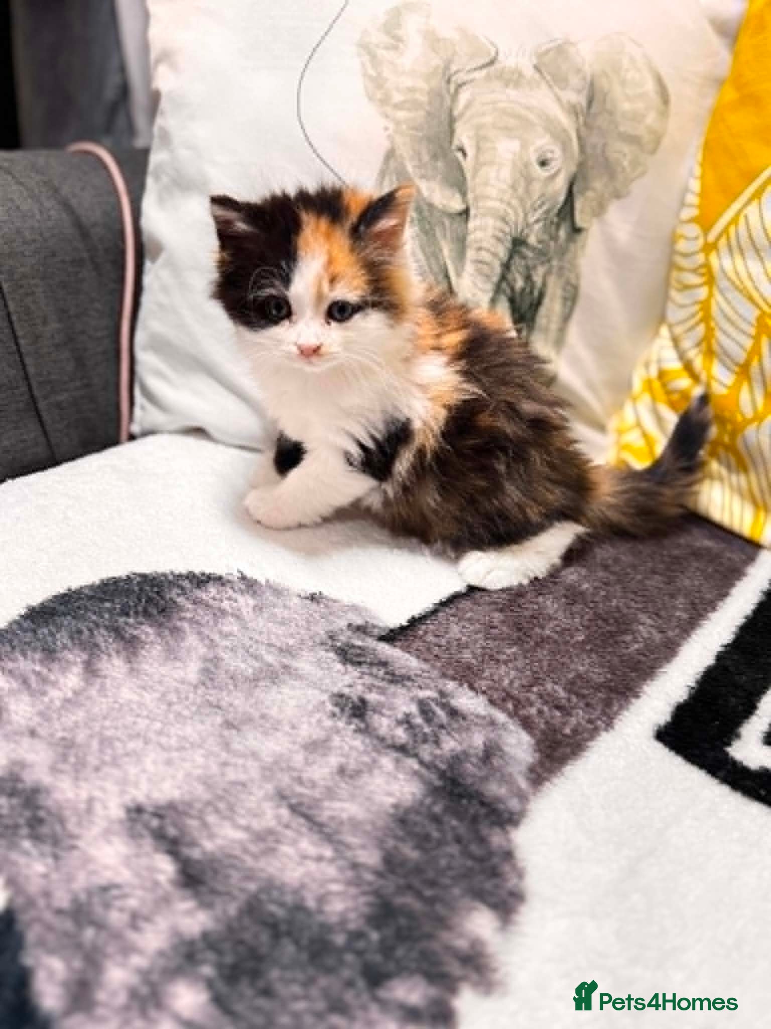 Mixed Breed cats for sale: Sweets without calories!! - Advert 1