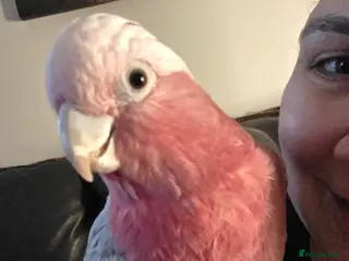 Cockatoo birds Ghoulia cockatoo - Advert 14