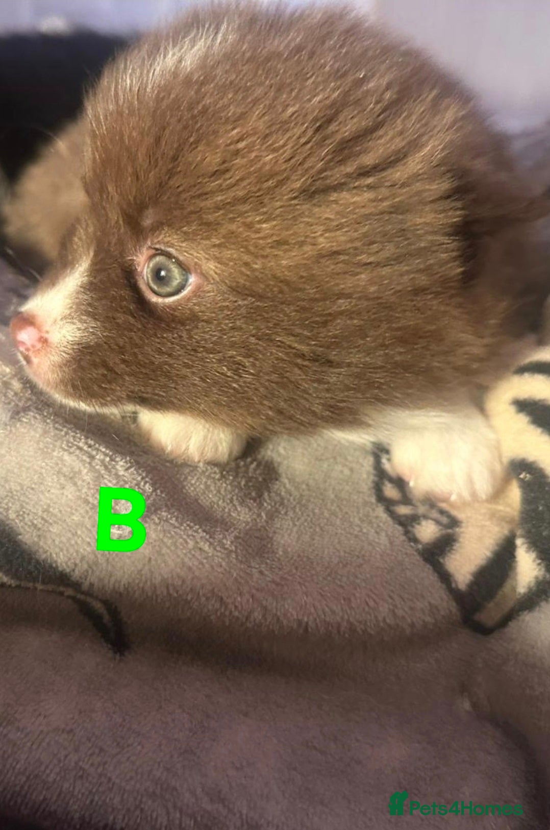 Pomsky dogs 5 Fluffy Pomsky pups- Ready Now - Advert 2