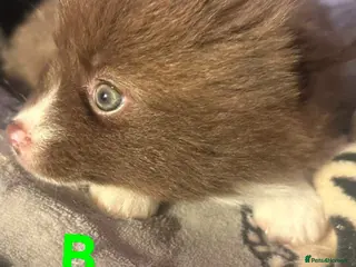 Pomsky dogs 5 Fluffy Pomsky pups- Ready Now - Advert 2