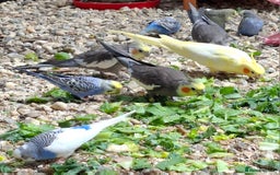 Budgerigars birds for sale: Take in / RESCUE any unwanted Birds/parrots - Image 10