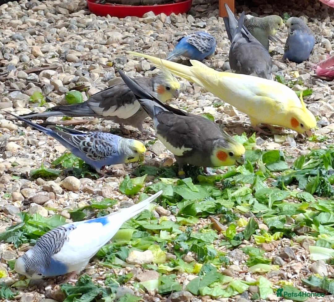 Budgerigars birds for sale: Take in / RESCUE any unwanted Birds/parrots - Image 10
