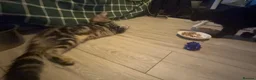 Maine Coon cats for sale: Stunning tabby pedigree XL Maine Coons ready now! - Advert 10