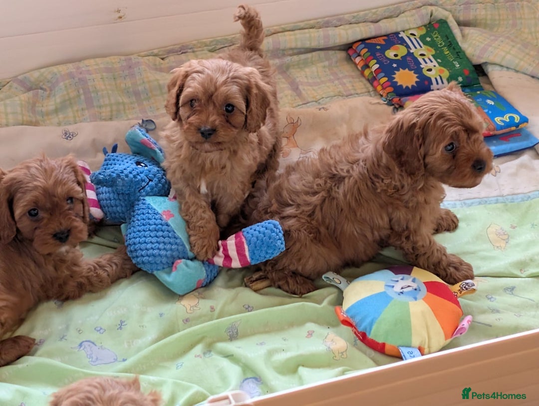 Cavapoo dogs for sale: Stunning fox red Cavapoo puppies - Advert 3