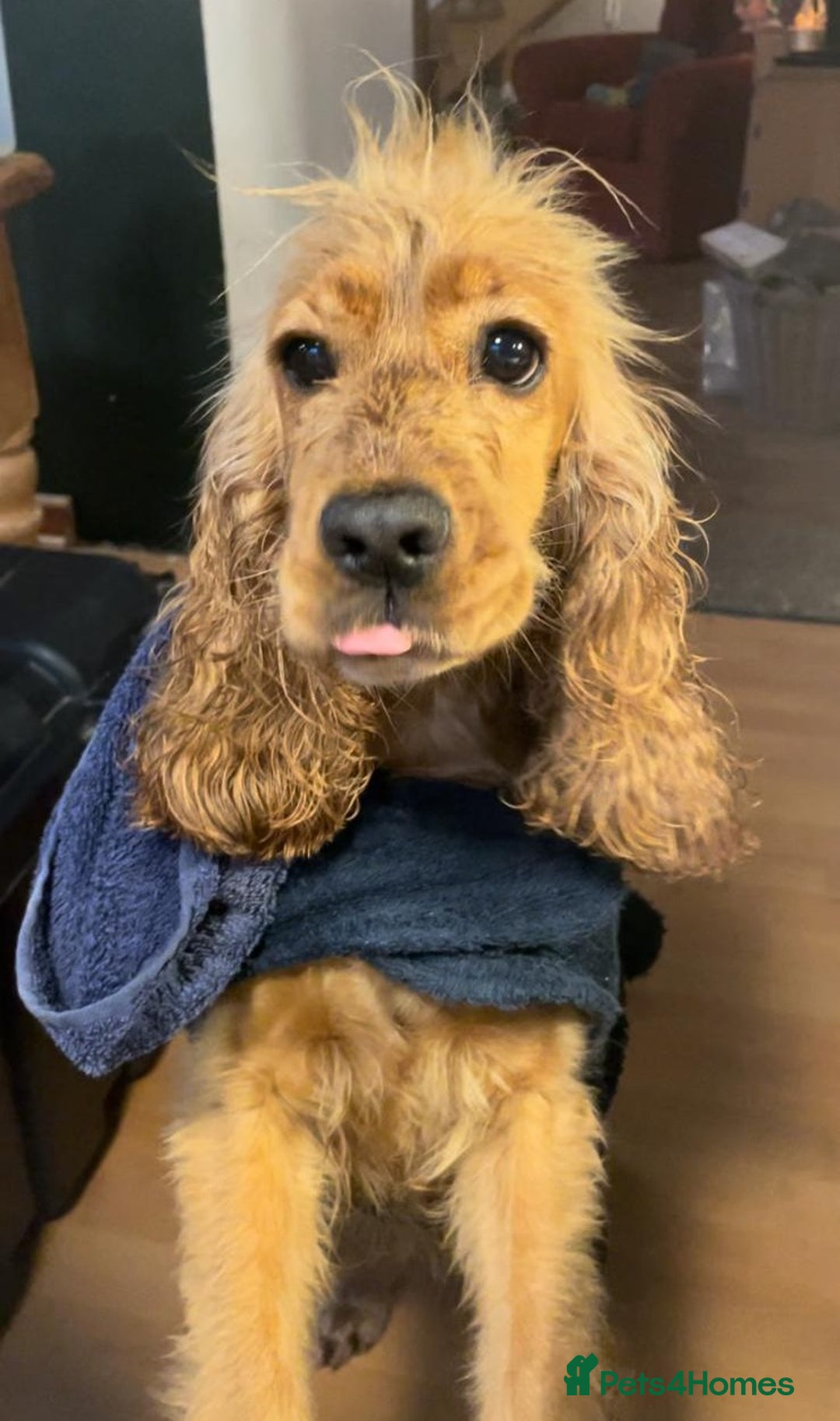 Cocker Spaniel dogs for sale: Cocker Spaniel Bitch - Golden Inside & Out - Advert 5