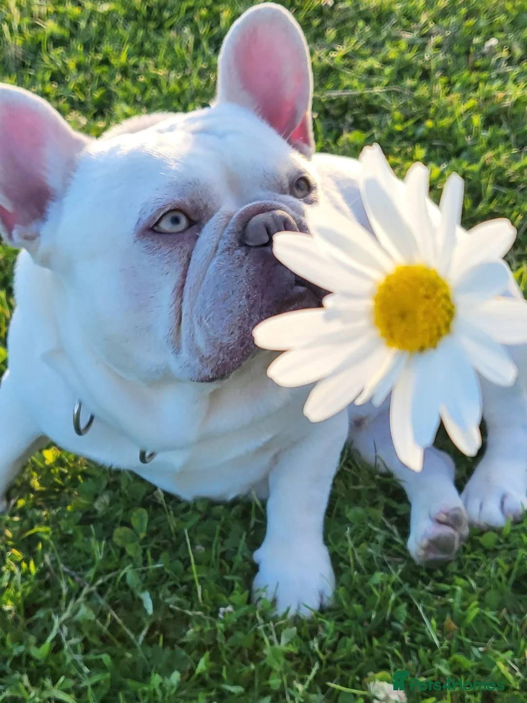 French Bulldog dogs for stud: Amazing structure and quality ‼️ in Ebbw Vale - Advert 21