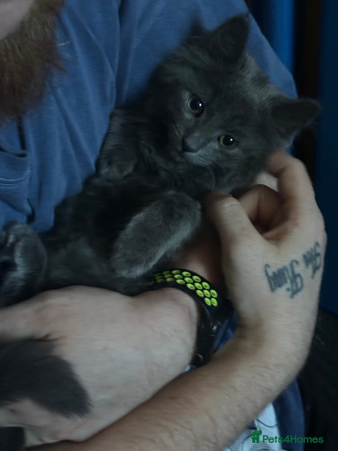 Domestic Shorthair cats for sale: Cute kittens in Dagenham - Image 37
