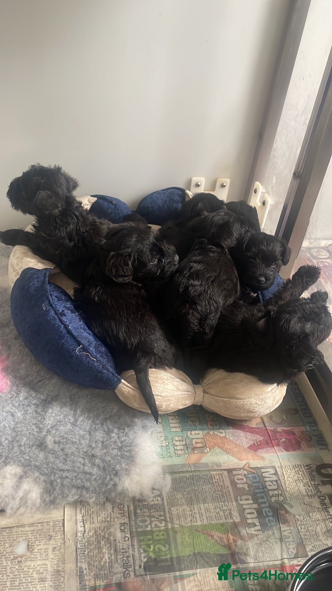 Miniature Schnauzer dogs for stud: KC MAC Black Miniature Schnauzer stud dog - Image 7