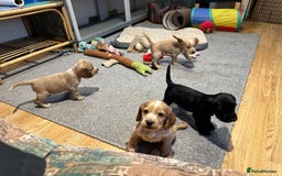 Cocker Spaniel dogs for sale: Beautiful show type puppies  - Image 28