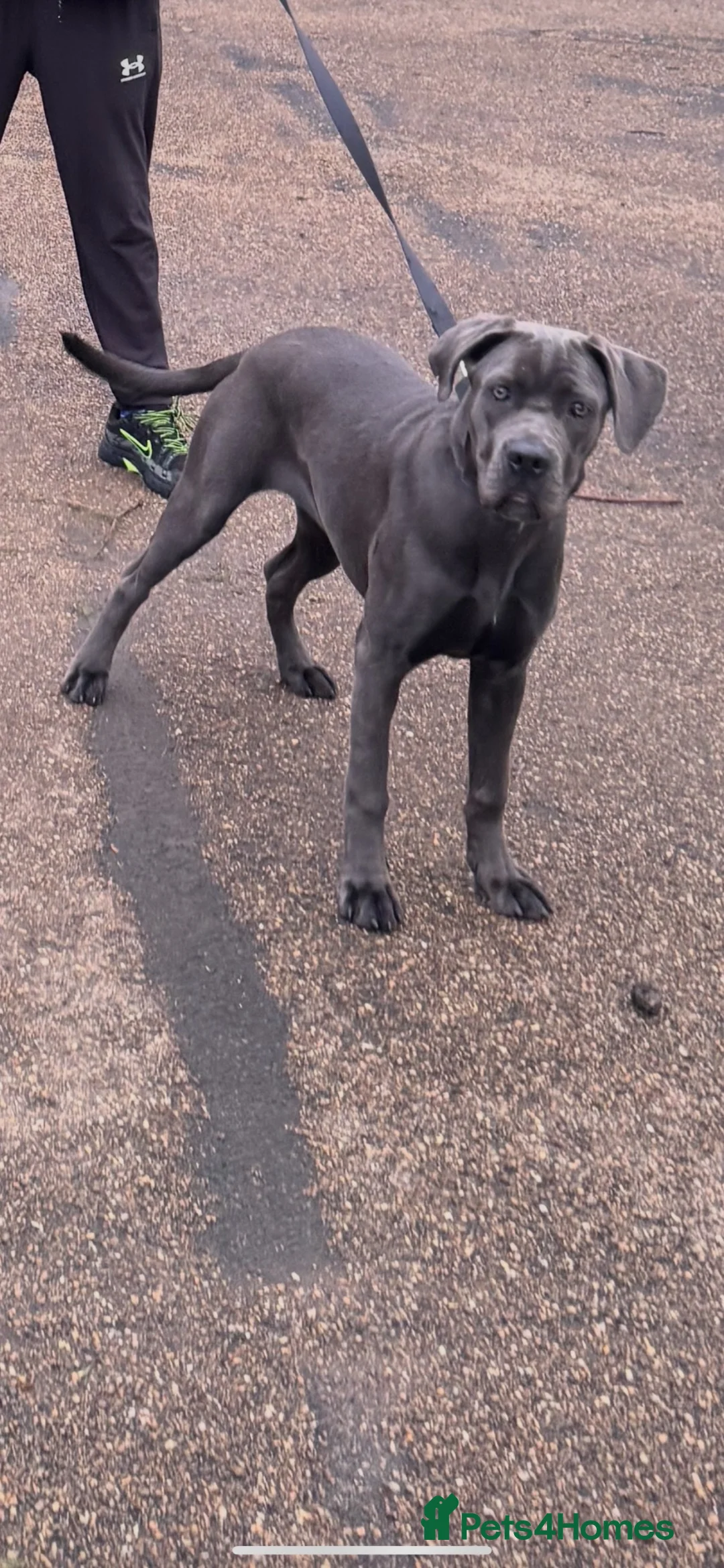 Cane Corso dogs for sale: Cane corso in Dudley - Advert 3