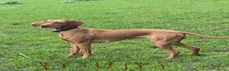 Hungarian Vizsla dogs for sale: Hungarian Vizsla Puppies for Sale - Advert 2